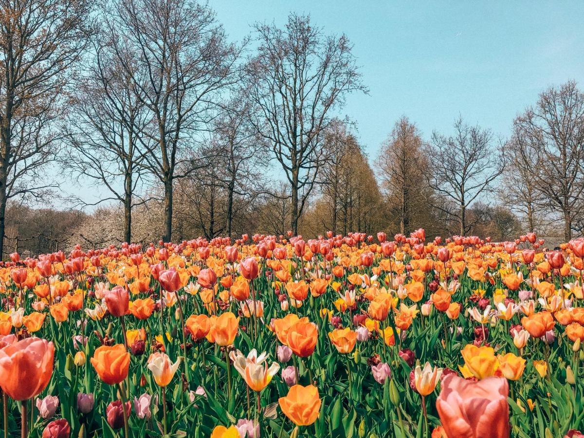 Lowietje Lisse